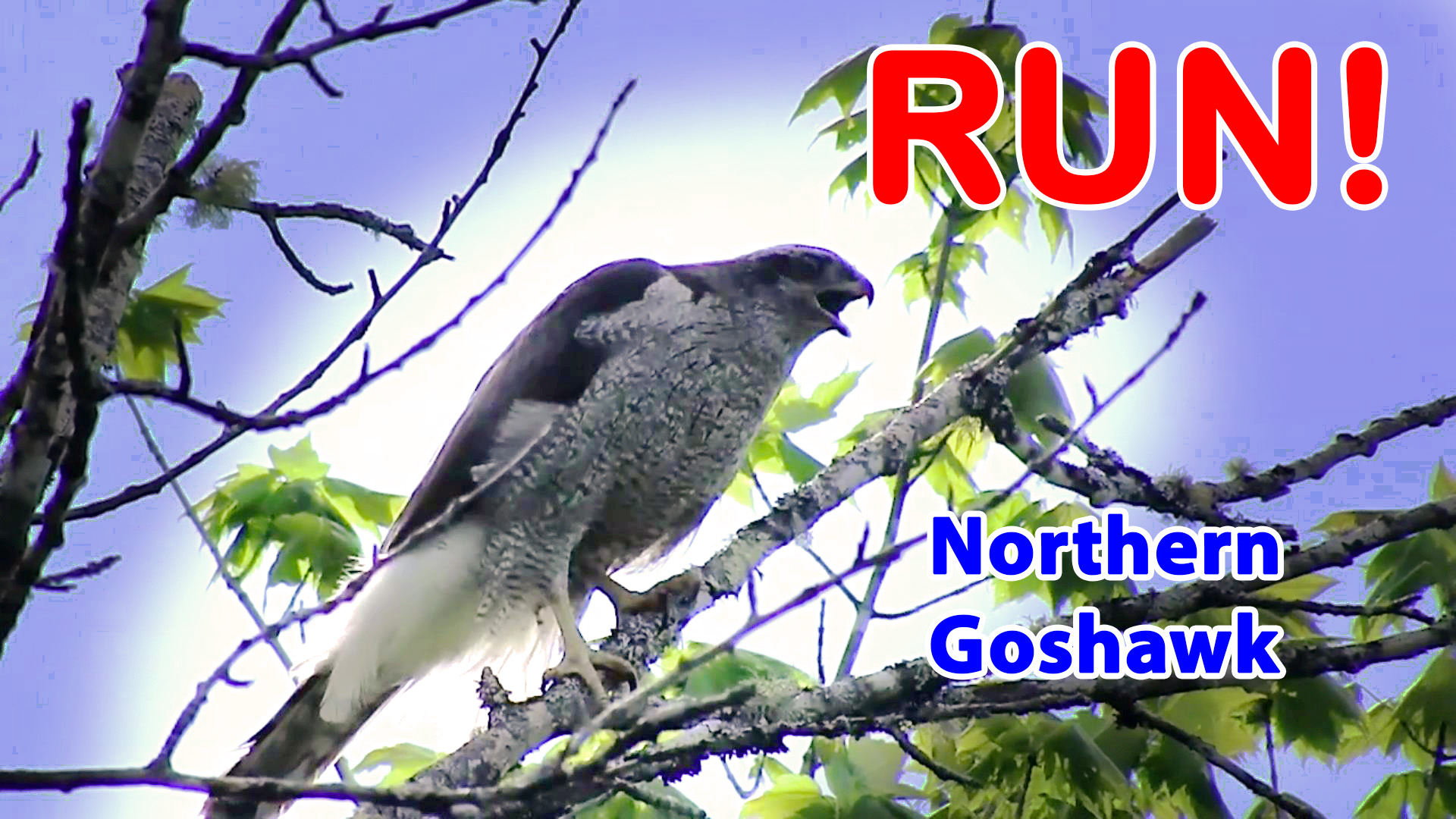 Northern Goshawk